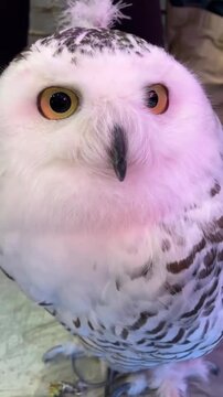 Snowy owl looking around with yellow eyes in this cinematic motion video footage captured inside a brightly lit indoor space