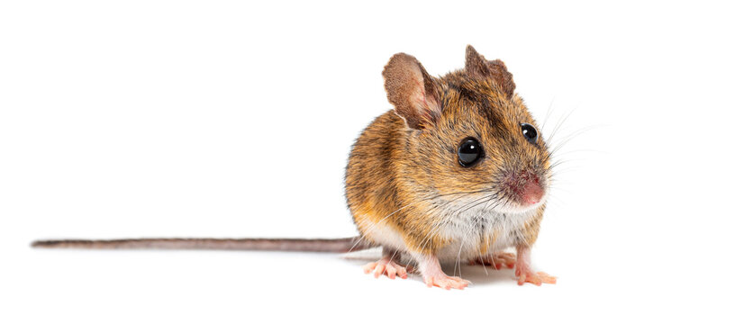 Wood mouse apodemus sylvaticus isolated white background