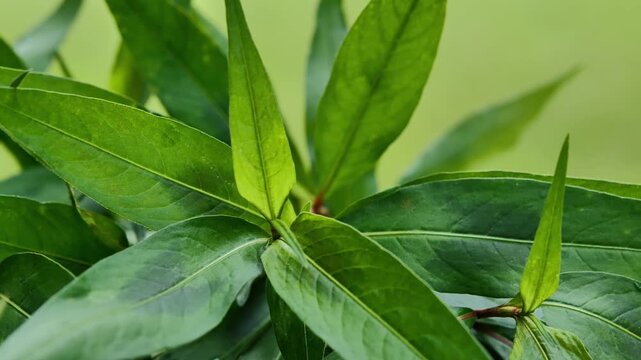 Vietnamese Coriander Leaves in Natural Light	