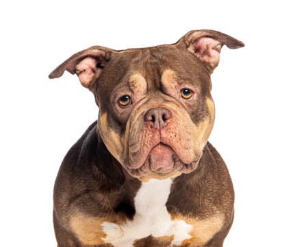 American bully dog headshot portrait looking at camera