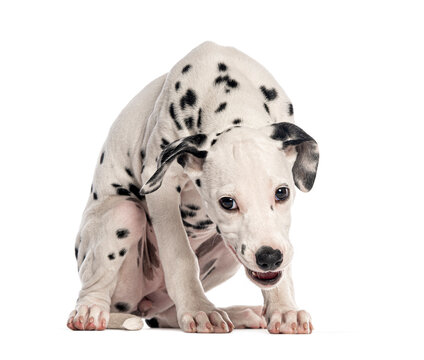 Dalmatian puppy cowering feeling scared on white background