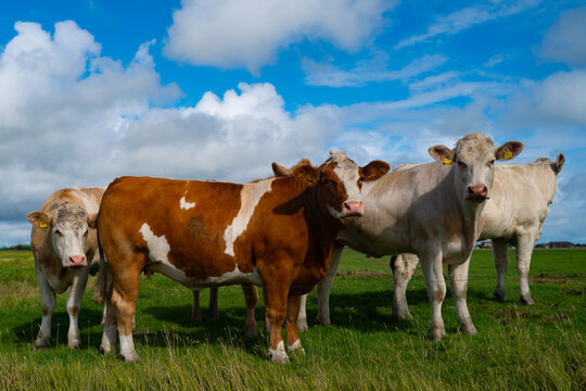 Livestock grazes across green countryside. Rural farms manage livestock on pasture. Livestock farming shapes ranch scenery. Fresh grass feeds livestock through summer.