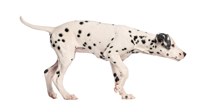 Dalmatian puppy walking and sniffing white background