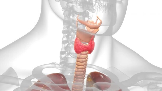 Human Body Glands Thyroid Gland Anatomy Animation Concept