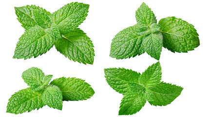 Fresh green peppermint leaves arranged in four distinct clusters © Liselotte