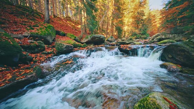 Crystal-clear autumn mountain stream flowing through a colorful forest with moss-covered boulders and vibrant fall foliage. Peaceful real-time footage capturing the beauty of untouched wilderness.