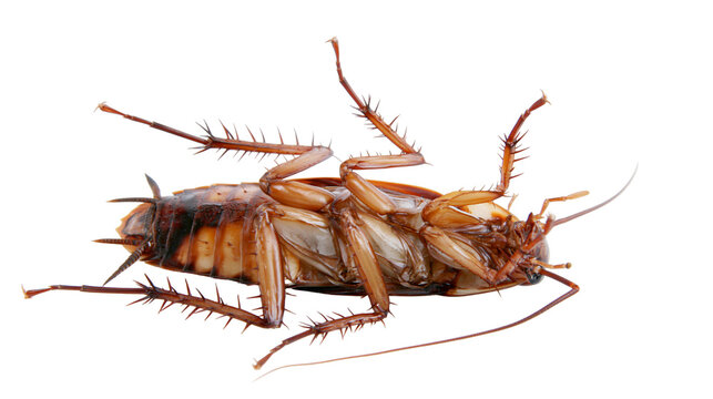 Brown American cockroach lying upside down showing legs and antennae