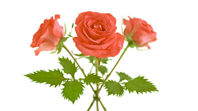 Three vibrant coral orange roses with green serrated leaves on thin stems