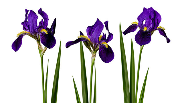 Three vibrant purple iris flowers with yellow beards and green stems