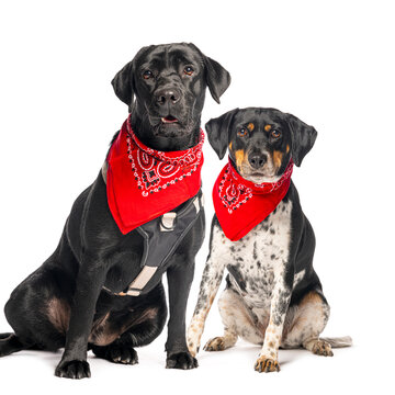 Two black and white dogs wearing red bandanas sitting