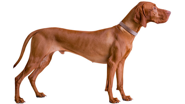Hungarian Vizsla dog with a brown leather collar standing in profile