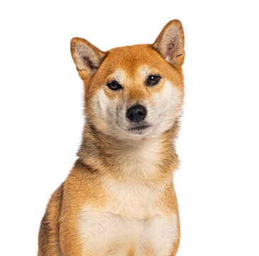 Shiba inu dog looking at camera on white background