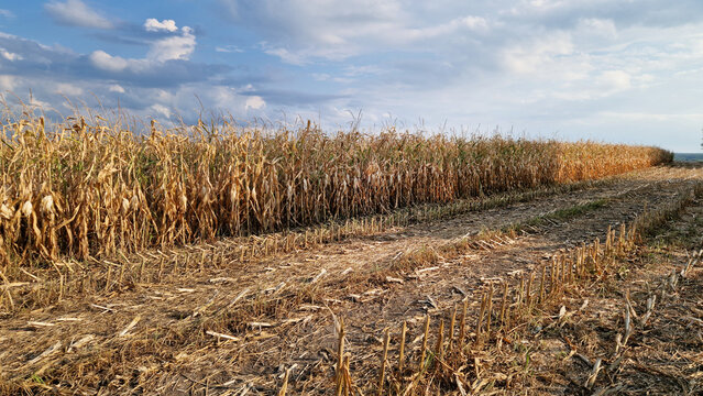 Dry corn stalks ready for harvest in a farm field. Agribusiness and grain farming. Golden corn field under bright blue sky with clouds. Autumn agricultural landscape, harvest concept. Fodder corn