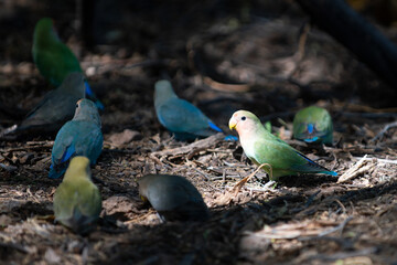 Naklejka premium Group of colorful lovebirds on branch. Tropical parrots in natural light. Exotic parrots birds with green and blue feathers. Small parrots on forest. Beautiful lovebirds.