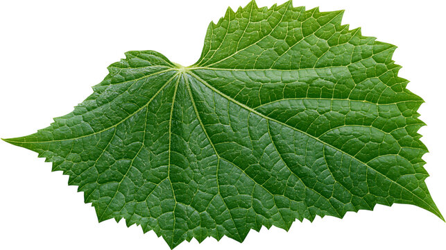 Fresh green grape leaf with detailed veins and serrated edges
