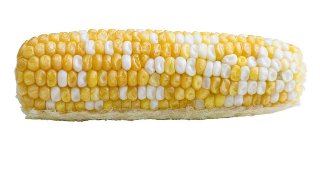 Fresh bicolor sweet corn cob with yellow and white kernels