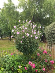 Shrub of Hibiscus syriacus Red Heart on stem_Common white and red Hibiscus flower in summer © GreenGo