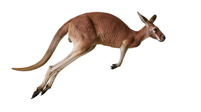 Red kangaroo jumping in mid-air with powerful hind legs and long tail