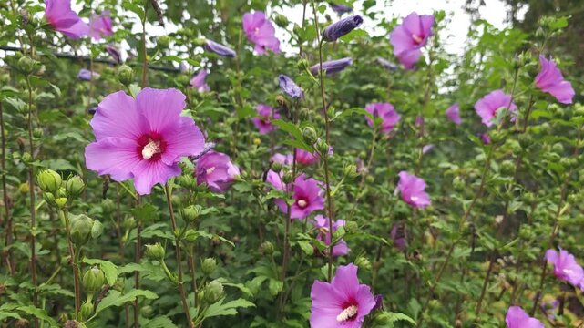 Hibisicus syriacus shrub_Common Hibiscus in summer 