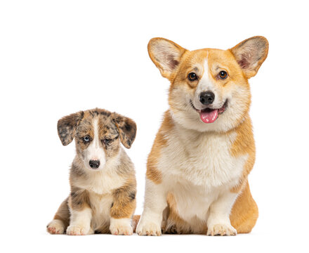 Welsh corgi adult and puppy sitting together