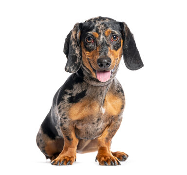 Dapple dachshund sitting happy looking at camera