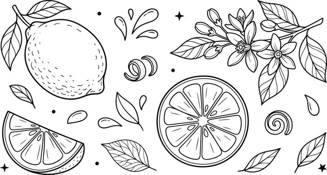 Fresh citrus lemon line art collection containing organic elements like whole fruit slice branch blossom and juice drops