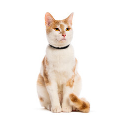 Fototapeta premium Ginger and white cat wearing black collar looking up