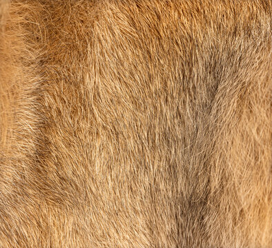 rabbit fur texture showing brown and coarse hair