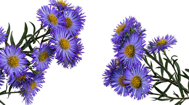 Vibrant purple aster flowers with yellow centers on green stems
