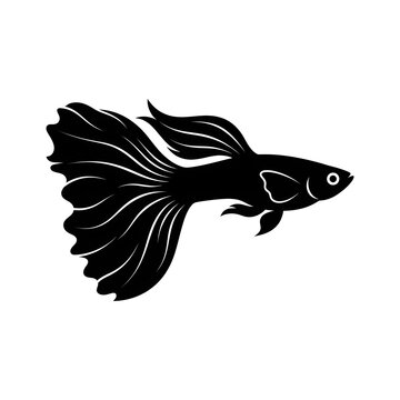 Graceful black silhouette vector of a fancy veiltail guppy, showcasing its exceptionally long, flowing caudal and dorsal fins.