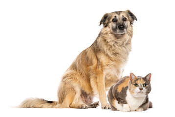 Fototapeta premium Dog and calico cat sitting together