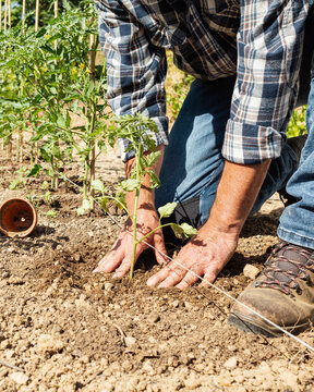 Close-up of farmer's hands planting tomato seedling in soil in organic field. Garden work in spring. Traditional agriculture.