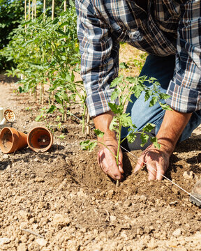 Close-up of farmer's hands planting tomato seedling in soil in organic field. Garden work in spring. Traditional agriculture.