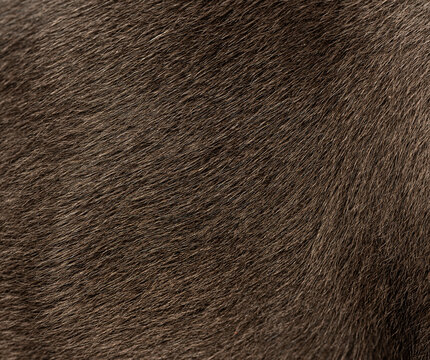 Brown french bulldog fur texture closeup background pattern