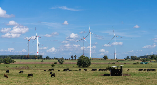 L&auml;ndliche Weidenlandschaft mit grasenden Rindern und mehreren Windkraftanlagen am Horizont, Uckermark, Brandenburg, Deutschland