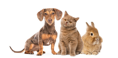 Naklejka premium Domestic pets group portrait including dachshund, cat, and rabbit