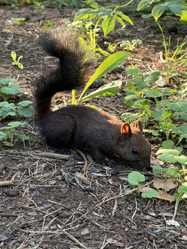 A black squirrel searches for food on the ground in a summer pine forest