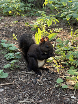 A black squirrel with a white belly is eating while sitting on the ground covered in green grass in the sunlight