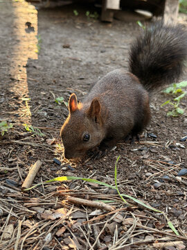 A black squirrel searches for food on the ground in a summer pine forest
