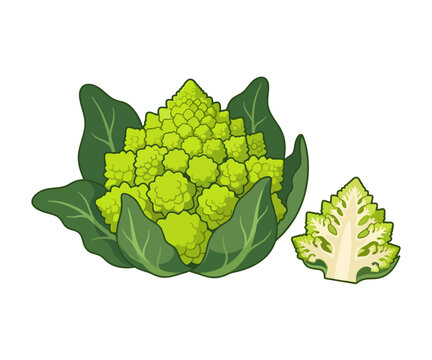 Fresh Romanesco Cauliflower &ndash; Unique Italian Spiral Vegetable Vector
