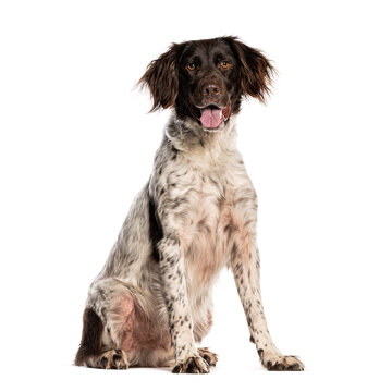 Small munsterlander dog sitting on white background