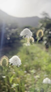 White teasel flowers sway gently in a sunlit meadow. Fluffy white blooms contrast with green, spiky stems. Soft light filters through the grassy field. Distant mountain forms a hazy backdrop