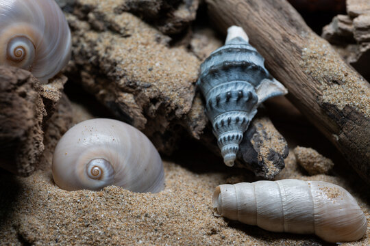 Still life of shells and artifacts shaped and returned by the sea 3