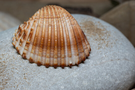 Still life of shells and artifacts shaped and returned by the sea 3