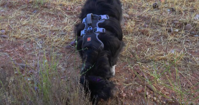 Playful black and white dog with a harness running and sniffing in a field of dry grass. Adorable canine companion enjoying outdoor time