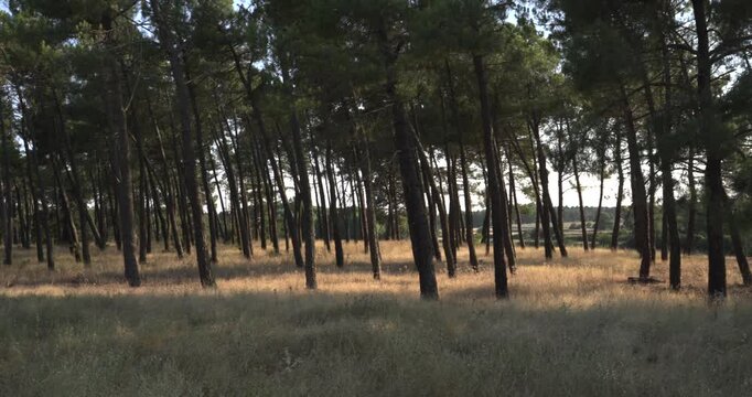 Warm sunlight filtering through a dense pine forest during the golden hour. The tranquil scenery shows tall trees casting long shadows on the grass