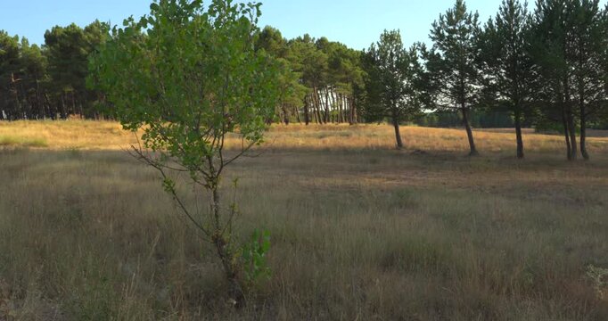 Progressive shadow of a large pine grove moving over a dry golden field during sunset. The light changes as the evening progresses