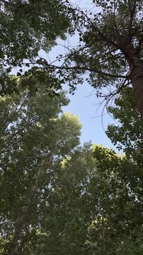 Beautiful view looking up at tall green trees with lush foliage gently blowing in the summer breeze. Clear blue sky is visible between the branches