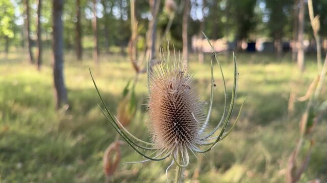 Close up view of a dried wild teasel, also known as Dipsacus, swaying in a gentle breeze with a soft focus forest background