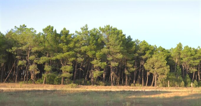 Beautiful view of a dense pine forest under a clear blue sky. Sunlight illuminates the green treetops and the dirt road in the foreground